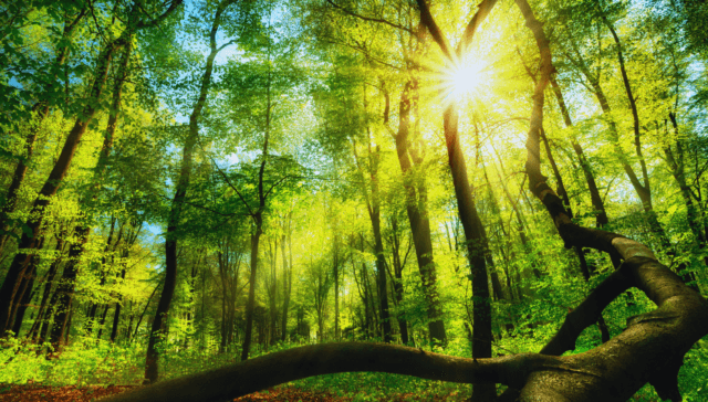 A vibrant forest scene with sunlight filtering through the trees, illuminating the greenery and fallen leaves.